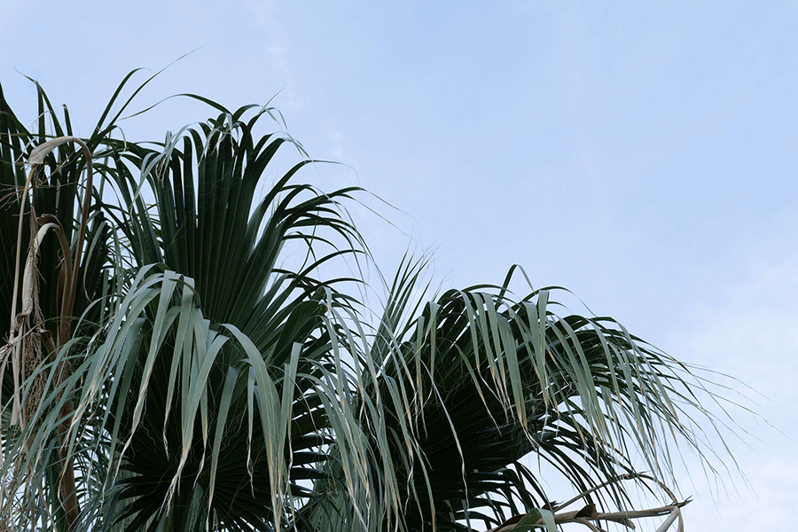 Image Description: A photo of dark, bushy palm fronds in the corner of a blue-grey sky.