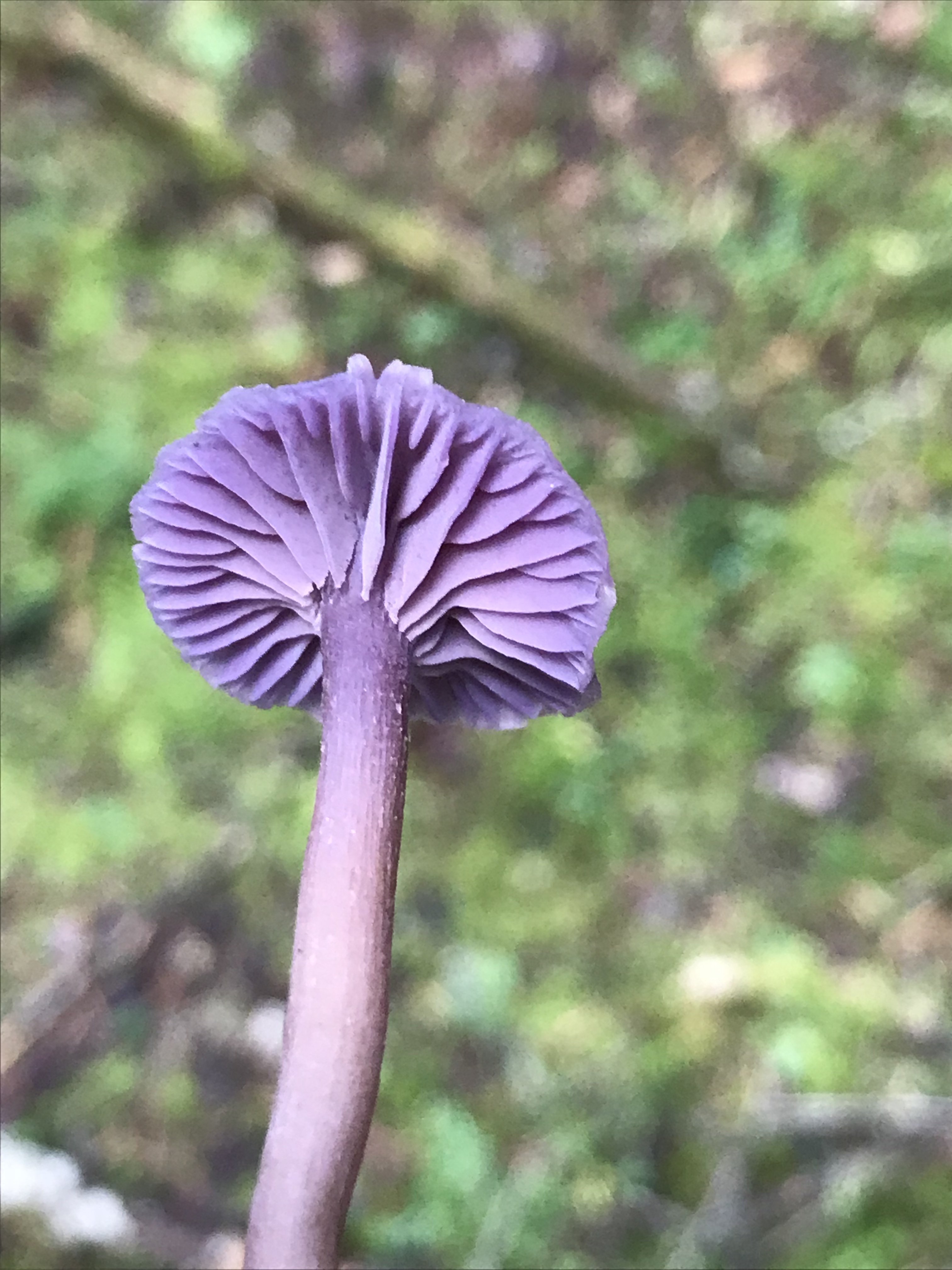 Image Description: A photograph showing the underside of a bright purple amethyst deceiver mushroom in front of a blurry green ground.